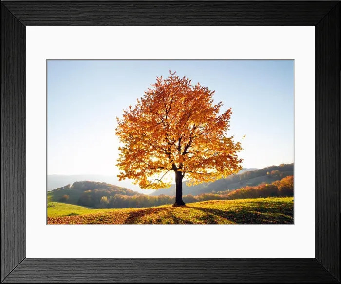 Framed Print : Majestic beech tree with sunny beams at autumn mountain valley. Dramatic colorful evening scene. Carpathian mountains, Ukraine. Landscape photography Framed Print : Majestic beech tree with sunny beams at autumn mountain valley. Dramatic colorful evening scene. Carpathian mountains, Ukraine. Landscape photography