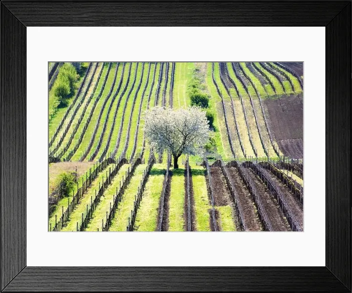 Framed Print : Amazing Spring Landscape With White Blossoming Cherry Tree Between Rows Of Vineyards In South Moravia, Czech Republic Framed Print : Amazing Spring Landscape With White Blossoming Cherry Tree Between Rows Of Vineyards In South Moravia, Czech Republic