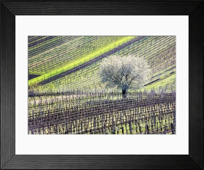 Framed Print : Amazing Spring Landscape With White Blossoming Cherry Tree Between Rows Of Vineyards In South Moravia, Czech Republic Framed Print : Amazing Spring Landscape With White Blossoming Cherry Tree Between Rows Of Vineyards In South Moravia, Czech Republic