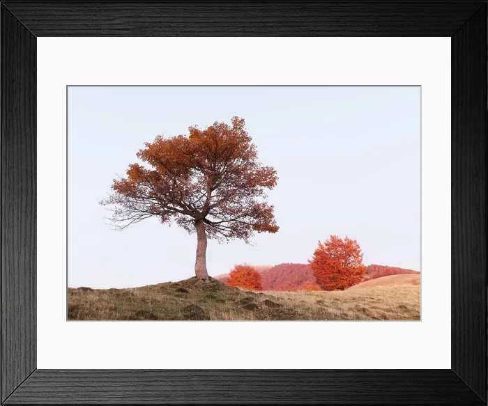 Framed Print : Majestic tree with orange sunny beams at autumn mountain valley. Dramatic colorful evening scene. Carpathian mountains, Ukraine. Landscape photography Framed Print : Majestic tree with orange sunny beams at autumn mountain valley. Dramatic colorful evening scene. Carpathian mountains, Ukraine. Landscape photography