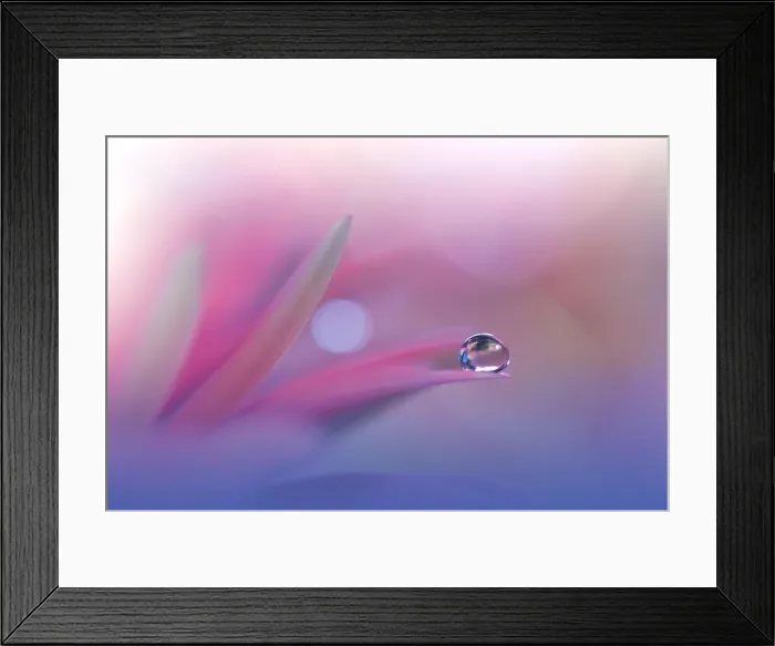 Framed Print : Beautiful Macro Photo.Colorful Flowers.Border Art Design.Magic Light.Close up Photography.Conceptual Abstract Image.Violet Background.Water Drop Framed Print : Beautiful Macro Photo.Colorful Flowers.Border Art Design.Magic Light.Close up Photography.Conceptual Abstract Image.Violet Background.Water Drop
