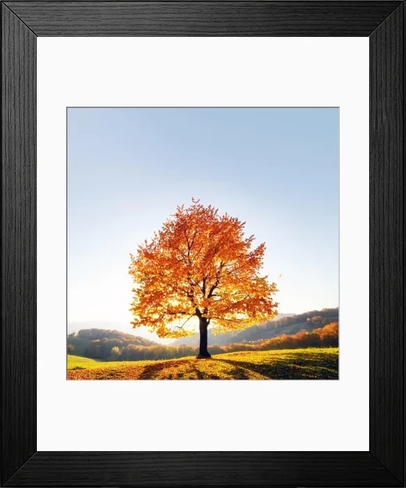 Framed Print : Majestic beech tree with sunny beams at autumn mountain valley. Dramatic colorful evening scene. Carpathian mountains, Ukraine. Landscape photography Framed Print : Majestic beech tree with sunny beams at autumn mountain valley. Dramatic colorful evening scene. Carpathian mountains, Ukraine. Landscape photography