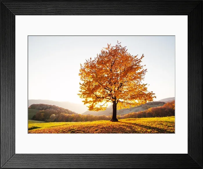 Framed Print : Majestic beech tree with sunny beams at autumn mountain valley. Dramatic colorful evening scene. Carpathian mountains, Ukraine. Landscape photography