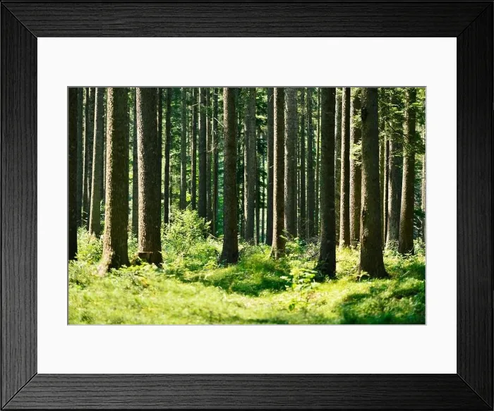 Framed Print : Beautiful evergreen forest with pine trees and trail. Nature background, landscape photography Framed Print : Beautiful evergreen forest with pine trees and trail. Nature background, landscape photography