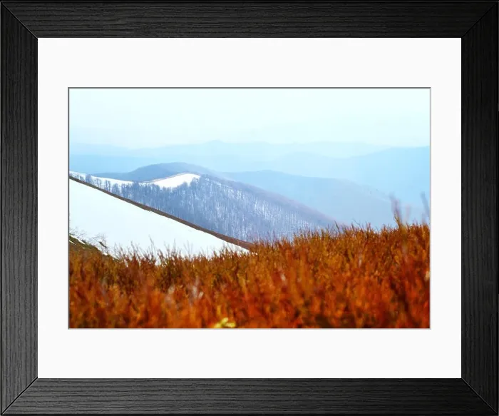 Framed Print : Spring snowy hills with red blueberry bushs in Carpathian mountains. Landscape photography Framed Print : Spring snowy hills with red blueberry bushs in Carpathian mountains. Landscape photography