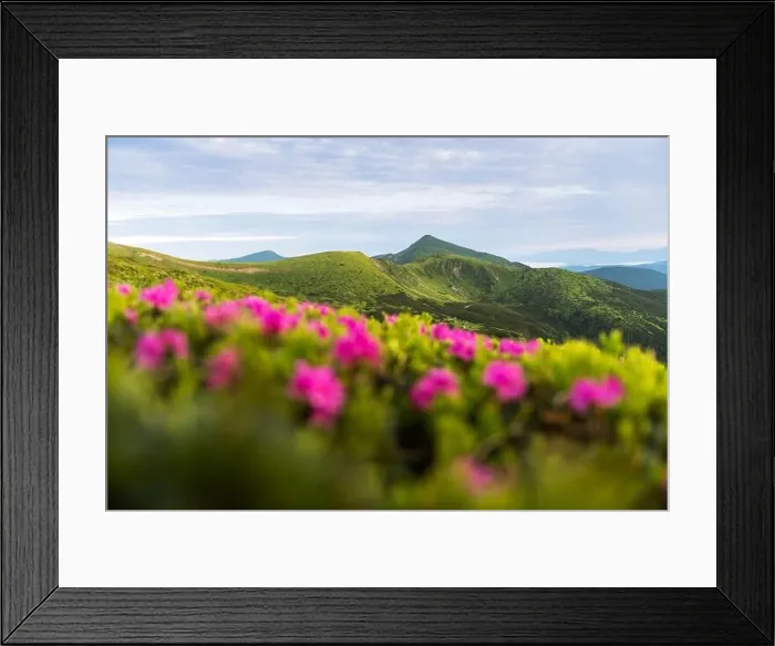 Framed Print : Rhododendron flowers covered mountains meadow in summer time. Purple sunrise light glowing on a foreground. Landscape photography Framed Print : Rhododendron flowers covered mountains meadow in summer time. Purple sunrise light glowing on a foreground. Landscape photography