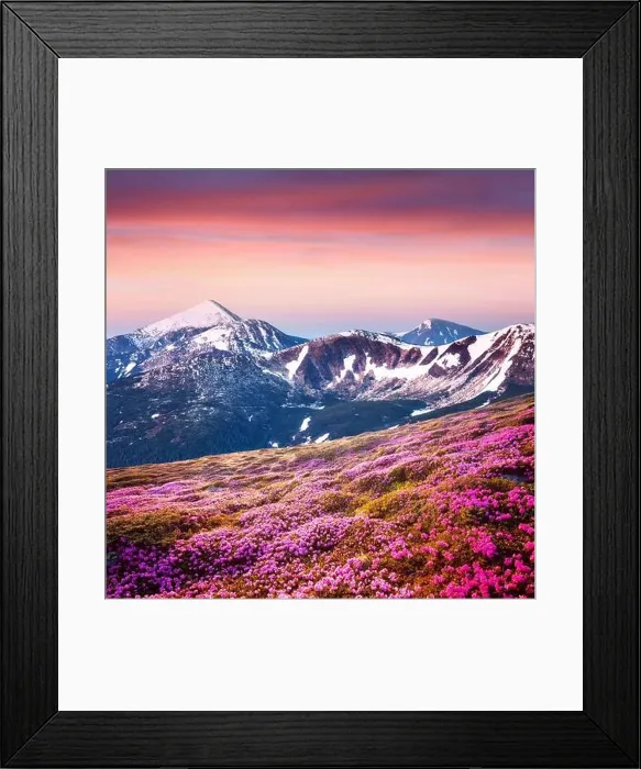 Framed Print : Rhododendron flowers covered mountains meadow in summer time. Purple sunrise light glowing on snowy peaks on background. Landscape photography Framed Print : Rhododendron flowers covered mountains meadow in summer time. Purple sunrise light glowing on snowy peaks on background. Landscape photography