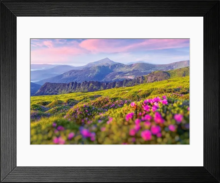 Framed Print : Rhododendron flowers covered mountains meadow in summer time. Purple sunrise light glowing on a foreground. Landscape photography Framed Print : Rhododendron flowers covered mountains meadow in summer time. Purple sunrise light glowing on a foreground. Landscape photography