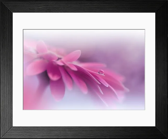 Framed Print : Beautiful Macro Photo.Colorful Flowers.Border Art Design.Magic Light.Close up Photography.Conceptual Abstract Image.Violet Background.Water Drop Framed Print : Beautiful Macro Photo.Colorful Flowers.Border Art Design.Magic Light.Close up Photography.Conceptual Abstract Image.Violet Background.Water Drop
