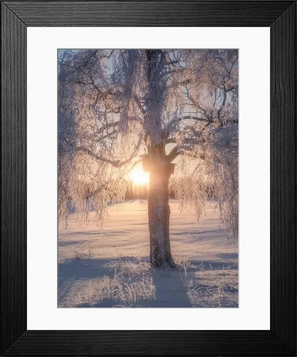 Framed Print : Scenic winter landscape with lonely scow covered tree and sunrise at morning time in Finland Framed Print : Scenic winter landscape with lonely scow covered tree and sunrise at morning time in Finland