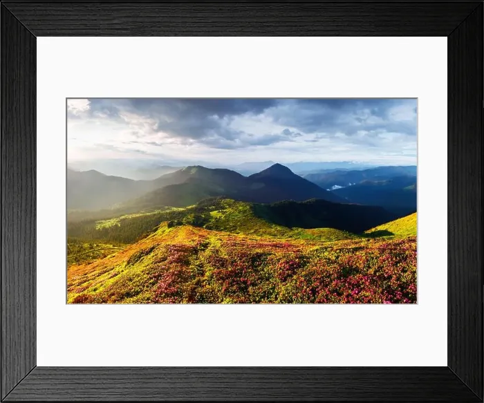 Framed Print : Picturesque landscape with magic pink rhododendron flowers blooming in spring mountains during sunrise. Panoramic orientation Framed Print : Picturesque landscape with magic pink rhododendron flowers blooming in spring mountains during sunrise. Panoramic orientation