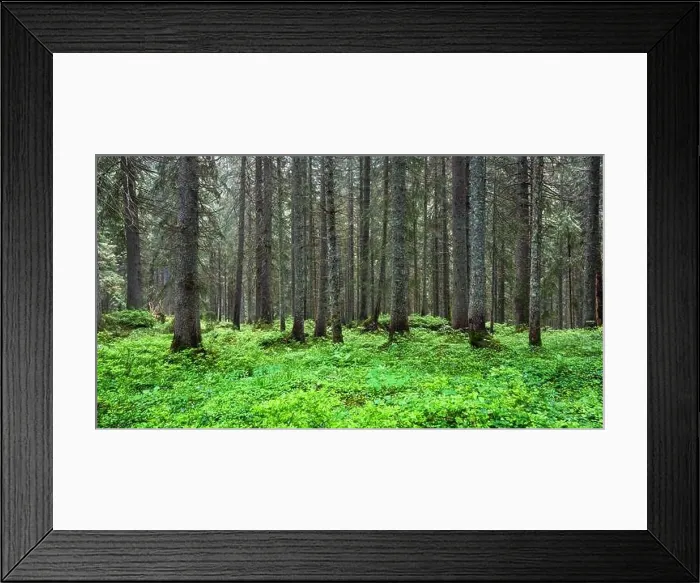 Framed Print : Beautiful summer evergreen forest with pine trees and lush grass. Nature background, landscape photography