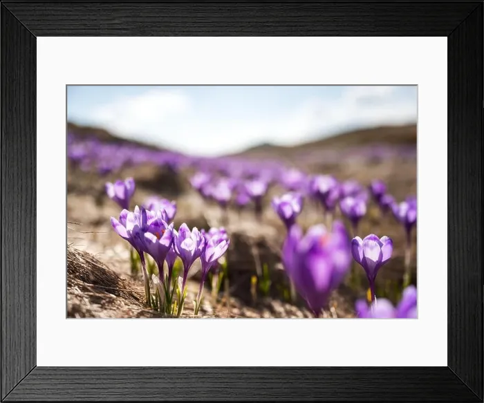 Framed Print : Crocus flowers on spring Ukrainian Carpathians mountains. Landscape photography Framed Print : Crocus flowers on spring Ukrainian Carpathians mountains. Landscape photography