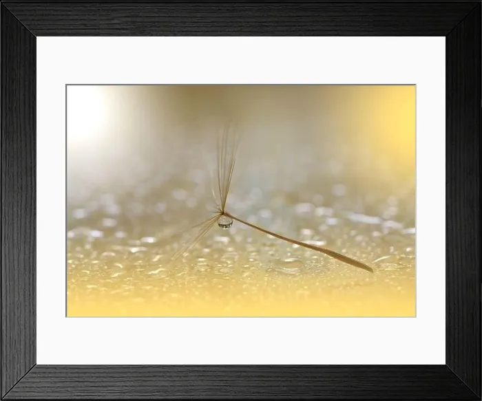 Framed Print : Beautiful Nature Background.Floral Art Design.Abstract Macro Photography.Pastel Flower.Dandelion Flowers.Golden Background.Creative Artistic Wallpaper Framed Print : Beautiful Nature Background.Floral Art Design.Abstract Macro Photography.Pastel Flower.Dandelion Flowers.Golden Background.Creative Artistic Wallpaper