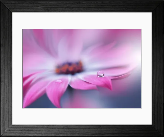 Framed Print : Beautiful Nature Background.Floral Art Design.Abstract Macro Photography.Pink Daisy Flower.Violet Background.Creative Artistic Wallpaper.Wedding Card Framed Print : Beautiful Nature Background.Floral Art Design.Abstract Macro Photography.Pink Daisy Flower.Violet Background.Creative Artistic Wallpaper.Wedding Card