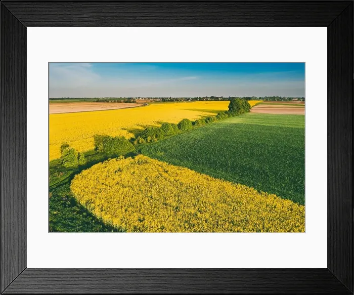 Framed Print : Natural Green Field With Trails Lines In Blooming Canola Yellow Flowers. Top View Of Rape Plant, Rapeseed, Oilseed Field Meadow Grass Landscape Framed Print : Natural Green Field With Trails Lines In Blooming Canola Yellow Flowers. Top View Of Rape Plant, Rapeseed, Oilseed Field Meadow Grass Landscape