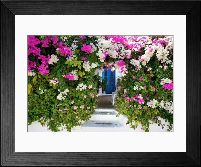 Framed Print : Blooming flowers in Kritinia village, Rhodes Island, Greek Dodecanese Framed Print : Blooming flowers in Kritinia village, Rhodes Island, Greek Dodecanese