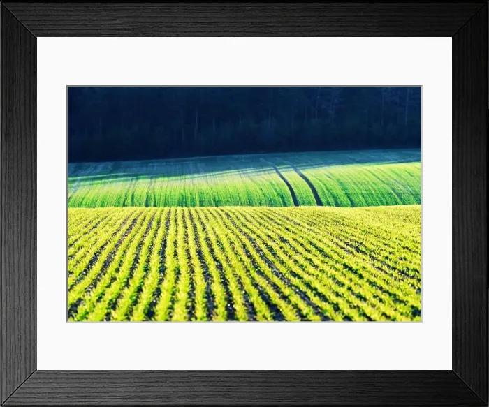 Framed Print : Green wheat rows and waves of the agricultural fields of South Moravia, Czech Republic. Can be used like nature background or texture Framed Print : Green wheat rows and waves of the agricultural fields of South Moravia, Czech Republic. Can be used like nature background or texture