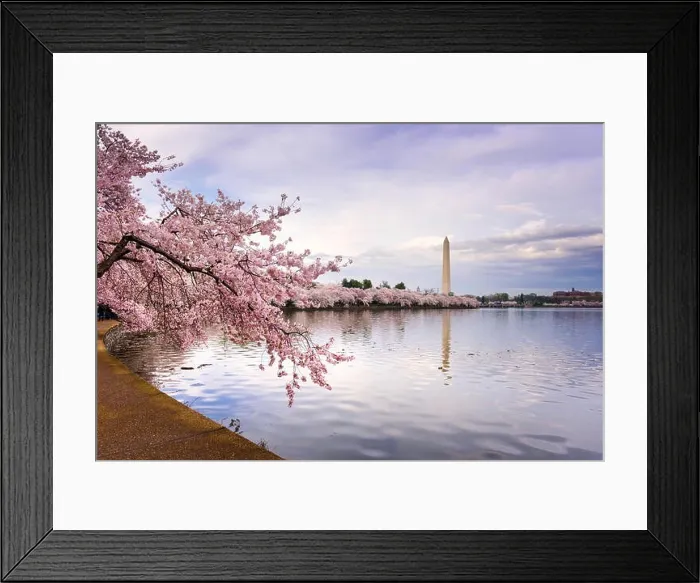 Framed Print : Washington DC, USA at the tidal basin with Washington Monument in spring season Framed Print : Washington DC, USA at the tidal basin with Washington Monument in spring season