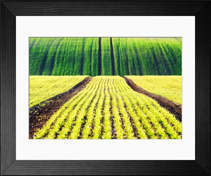 Framed Print : Green wheat rows and waves of the agricultural fields of South Moravia, Czech Republic. Can be used like nature background or texture