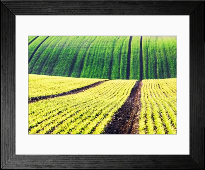 Framed Print : Green wheat rows and waves of the agricultural fields of South Moravia, Czech Republic. Can be used like nature background or texture Framed Print : Green wheat rows and waves of the agricultural fields of South Moravia, Czech Republic. Can be used like nature background or texture
