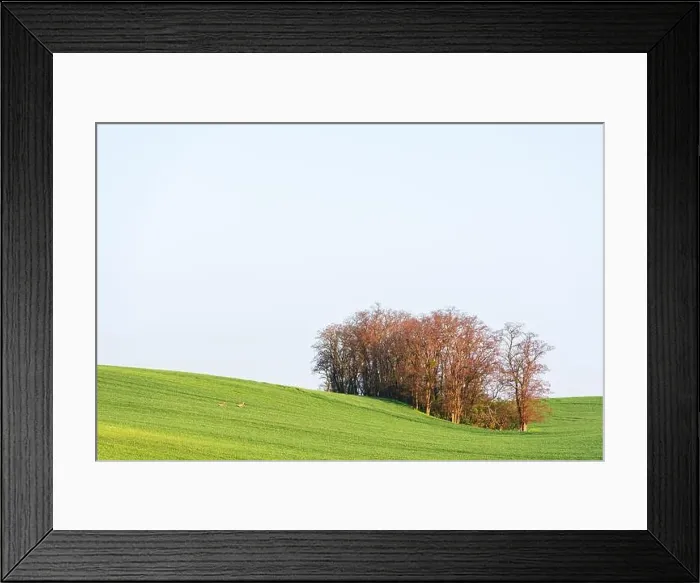 Framed Print : Rural landscape with green agricultural field, clear sky and trees on spring hills. South Moravia region, Czech Republic Framed Print : Rural landscape with green agricultural field, clear sky and trees on spring hills. South Moravia region, Czech Republic