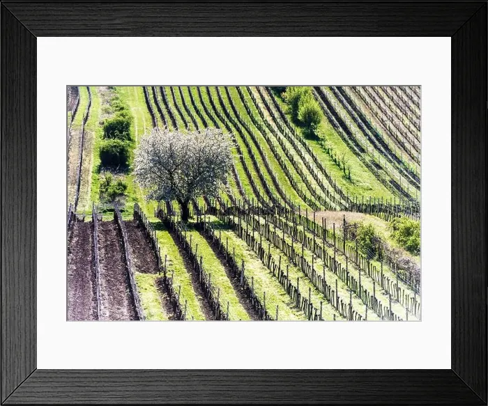 Framed Print : Amazing Spring Landscape With White Blossoming Cherry Tree Between Rows Of Vineyards In South Moravia, Czech Republic Framed Print : Amazing Spring Landscape With White Blossoming Cherry Tree Between Rows Of Vineyards In South Moravia, Czech Republic