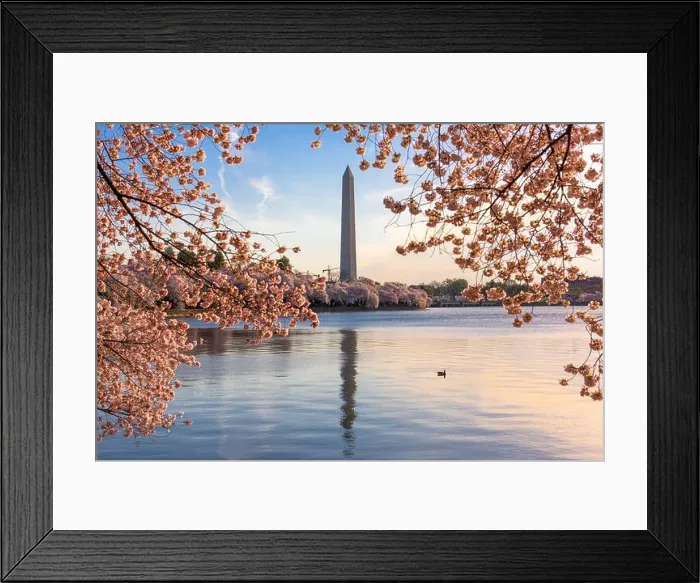 Framed Print : Washington DC, USA at the tidal basin with Washington Monument in spring season Framed Print : Washington DC, USA at the tidal basin with Washington Monument in spring season
