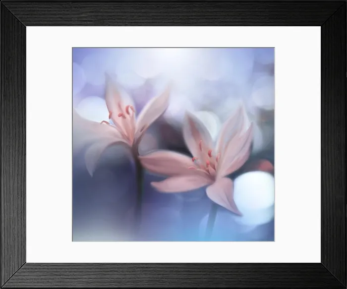 Framed Print : Macro Photography.Floral abstract pastel blue background with copy space.White flower in soft style for wedding card.Nature Background.Floral Design