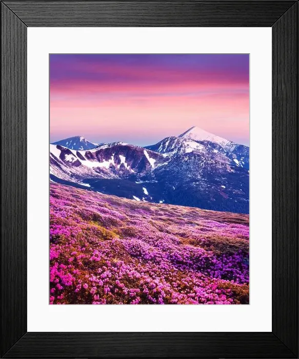 Framed Print : Rhododendron flowers covered mountains meadow in summer time. Purple sunrise light glowing on snowy peaks on background. Landscape photography
