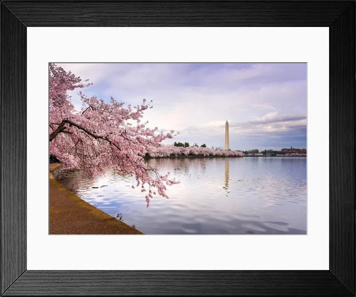 Framed Print : Washington DC, USA at the tidal basin with Washington Monument in spring season Framed Print : Washington DC, USA at the tidal basin with Washington Monument in spring season