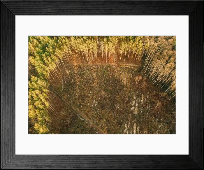 Framed Print : Aerial View Green Pine Forest In Deforestation Area Landscape. Top View Of Fallen Woods Trunks And Growing Forest. European Nature From High Attitude Framed Print : Aerial View Green Pine Forest In Deforestation Area Landscape. Top View Of Fallen Woods Trunks And Growing Forest. European Nature From High Attitude