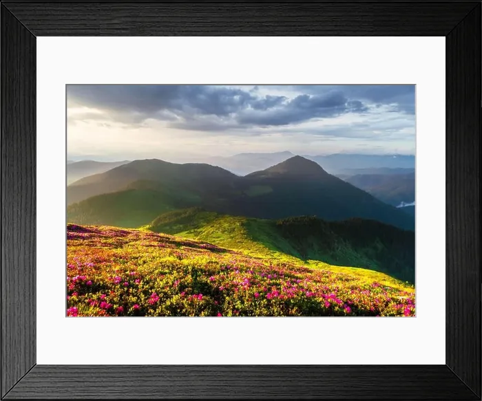 Framed Print : Incredible landscape with magic pink rhododendron flowers blooming in Carpathian mountains during sunrise Framed Print : Incredible landscape with magic pink rhododendron flowers blooming in Carpathian mountains during sunrise