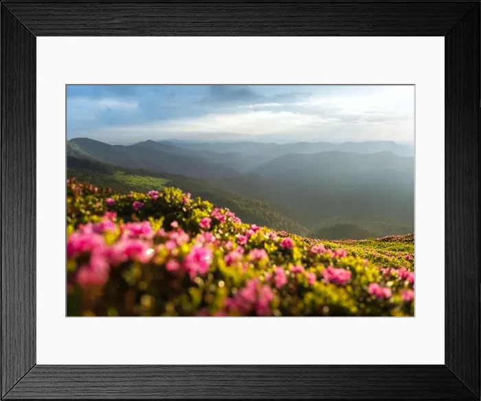 Framed Print : Magic pink rhododendron flowers blooming on green summer meadow. Incredible spring morning in Carpathisn mountains with amazing pink rhododendron Framed Print : Magic pink rhododendron flowers blooming on green summer meadow. Incredible spring morning in Carpathisn mountains with amazing pink rhododendron