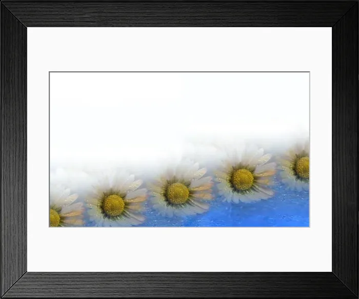 Framed Print : Beautiful Nature Background.Floral Art Design.Abstract Macro Photography.White Daisy Flower.White Background.Creative Artistic Wallpaper.Wedding Card Framed Print : Beautiful Nature Background.Floral Art Design.Abstract Macro Photography.White Daisy Flower.White Background.Creative Artistic Wallpaper.Wedding Card