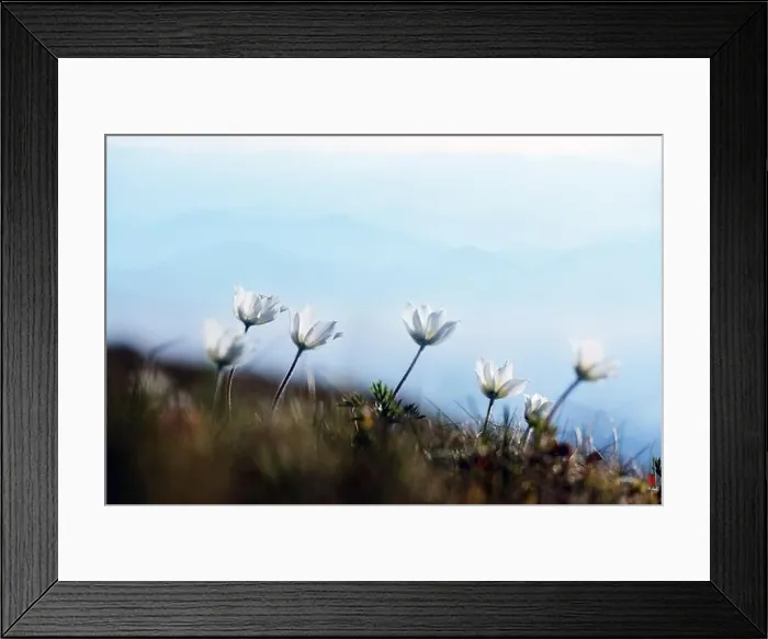 Framed Print : Amazing landscape with magic white flowers on summer mountains. Nature background Framed Print : Amazing landscape with magic white flowers on summer mountains. Nature background