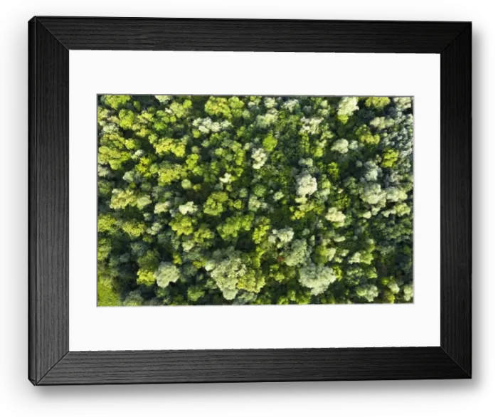 Framed Print : Aerial drone photo looking down on magical summer forest. Nature background. Landscape photography Framed Print : Aerial drone photo looking down on magical summer forest. Nature background. Landscape photography