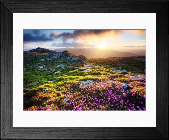 Framed Print : Gorgeous landscape with charming pink rhododendron flowers at Carpathian mountains. Beautiful nature background and perfect summer wallpaper Framed Print : Gorgeous landscape with charming pink rhododendron flowers at Carpathian mountains. Beautiful nature background and perfect summer wallpaper