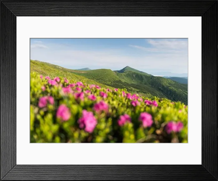 Framed Print : Rhododendron flowers covered mountains meadow in summer time. Landscape photography Framed Print : Rhododendron flowers covered mountains meadow in summer time. Landscape photography