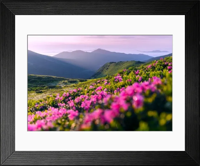 Framed Print : Rhododendron flowers covered mountains meadow in summer time. Pink sunrise light glowing on a foreground. Landscape photography Framed Print : Rhododendron flowers covered mountains meadow in summer time. Pink sunrise light glowing on a foreground. Landscape photography
