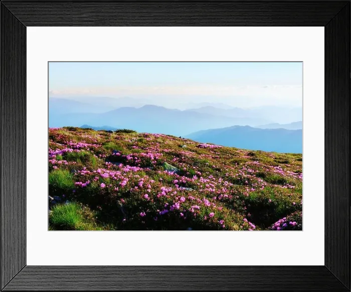 Framed Print : Amazing landscape with charming pink rhododendron flowers at Carpathian mountains. Beautiful nature background and perfect summer wallpaper Framed Print : Amazing landscape with charming pink rhododendron flowers at Carpathian mountains. Beautiful nature background and perfect summer wallpaper