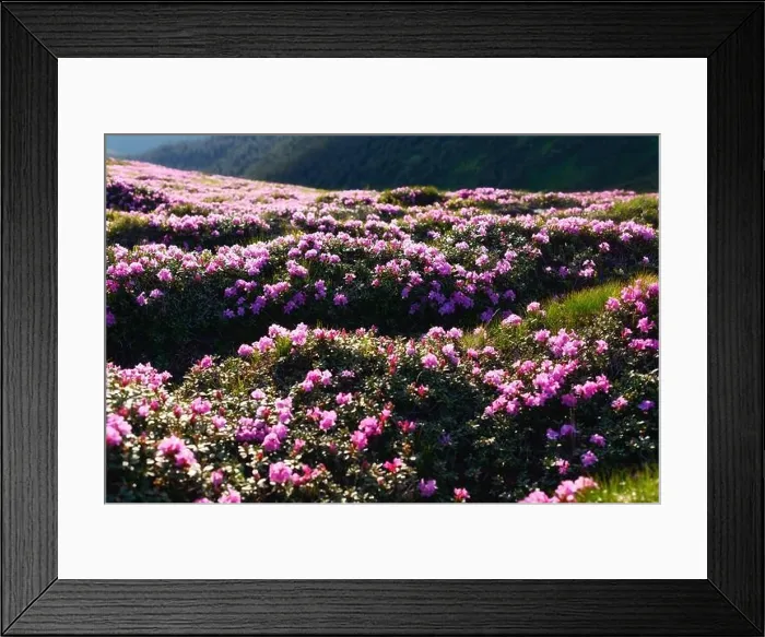 Framed Print : Charming pink rhododendron flowers at Carpathian mountains. Beautiful nature background and perfect summer wallpaper Framed Print : Charming pink rhododendron flowers at Carpathian mountains. Beautiful nature background and perfect summer wallpaper