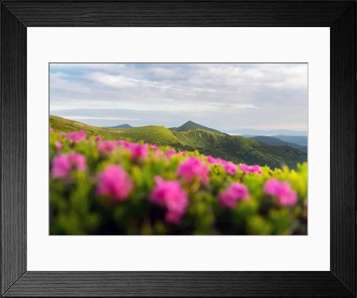 Framed Print : Rhododendron flowers covered mountains meadow in summer time. Landscape photography. Nature background Framed Print : Rhododendron flowers covered mountains meadow in summer time. Landscape photography. Nature background