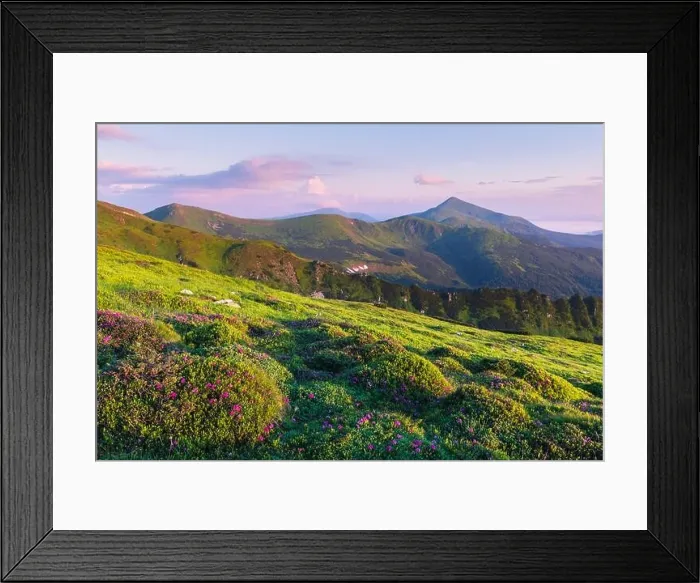 Framed Print : Rhododendron flowers covered mountains meadow in summer time. Pink sunrise light glowing on a foreground. Landscape photography. Nature background Framed Print : Rhododendron flowers covered mountains meadow in summer time. Pink sunrise light glowing on a foreground. Landscape photography. Nature background