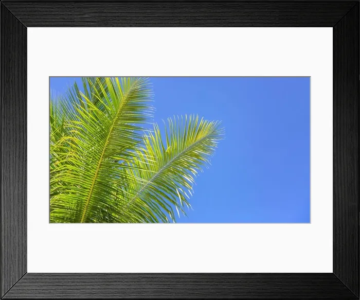 Framed Print : Coconut palm tree with blue sky, beautiful tropical background with copy space fro text Framed Print : Coconut palm tree with blue sky, beautiful tropical background with copy space fro text