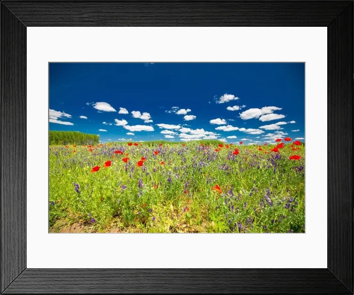 Framed Print : Beautiful summer meadow nature. Spring and summer poppy flowers under blue sky and sunlight. Idyllic summer nature landscape, red poppy flowers Framed Print : Beautiful summer meadow nature. Spring and summer poppy flowers under blue sky and sunlight. Idyllic summer nature landscape, red poppy flowers