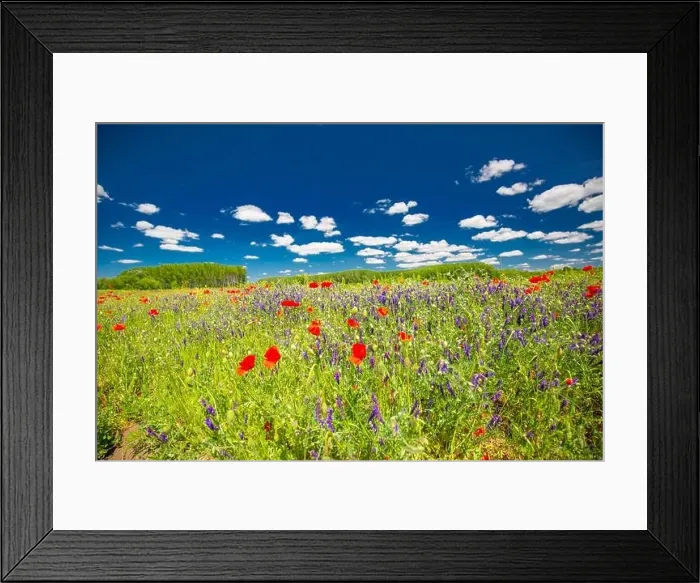 Framed Print : Beautiful summer meadow nature. Spring and summer poppy flowers under blue sky and sunlight. Idyllic summer nature landscape, red poppy flowers Framed Print : Beautiful summer meadow nature. Spring and summer poppy flowers under blue sky and sunlight. Idyllic summer nature landscape, red poppy flowers