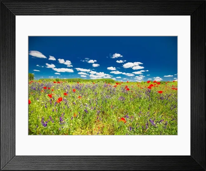 Framed Print : Beautiful summer meadow nature. Spring and summer poppy flowers under blue sky and sunlight. Idyllic summer nature landscape, red poppy flowers Framed Print : Beautiful summer meadow nature. Spring and summer poppy flowers under blue sky and sunlight. Idyllic summer nature landscape, red poppy flowers