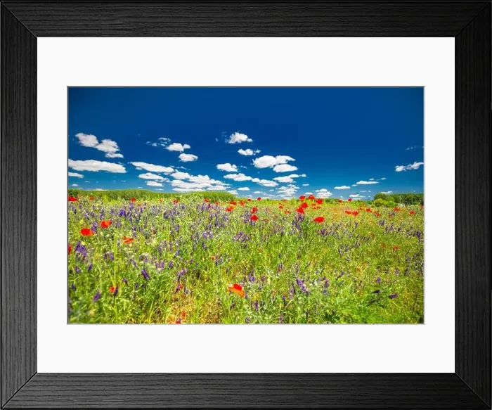 Framed Print : Beautiful summer meadow nature. Spring and summer poppy flowers under blue sky and sunlight. Idyllic summer nature landscape, red poppy flowers Framed Print : Beautiful summer meadow nature. Spring and summer poppy flowers under blue sky and sunlight. Idyllic summer nature landscape, red poppy flowers