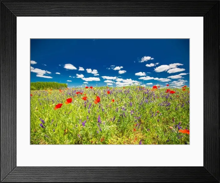 Framed Print : Beautiful summer meadow nature. Spring and summer poppy flowers under blue sky and sunlight. Idyllic summer nature landscape, red poppy flowers Framed Print : Beautiful summer meadow nature. Spring and summer poppy flowers under blue sky and sunlight. Idyllic summer nature landscape, red poppy flowers